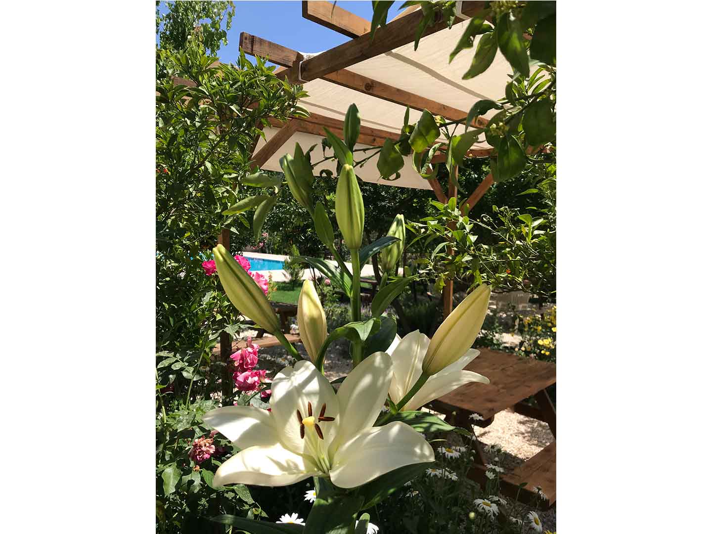 Olympos Olive Garden Pansiyon, Butik Hotel