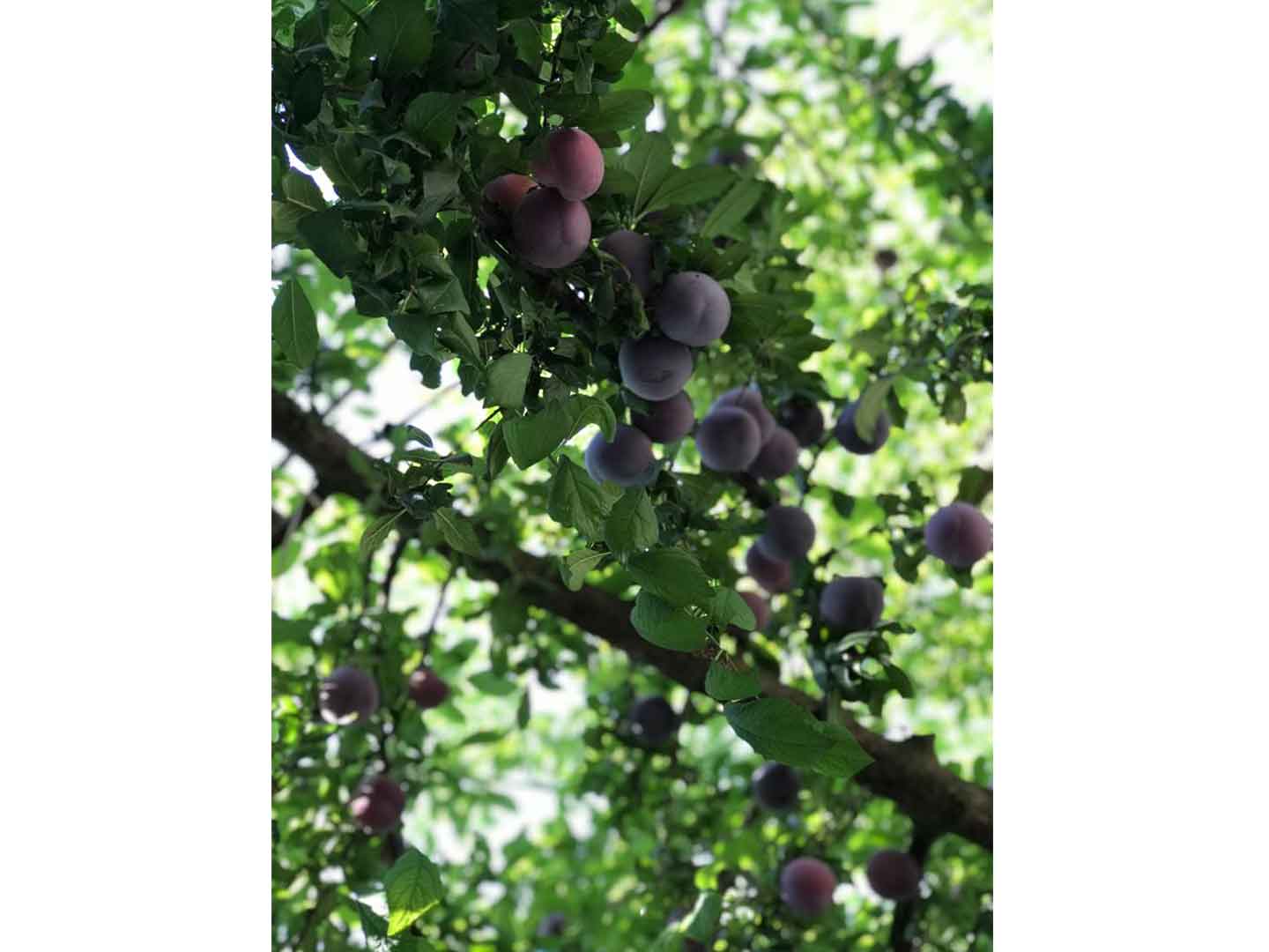 Olympos Olive Garden Pansiyon, Butik Hotel