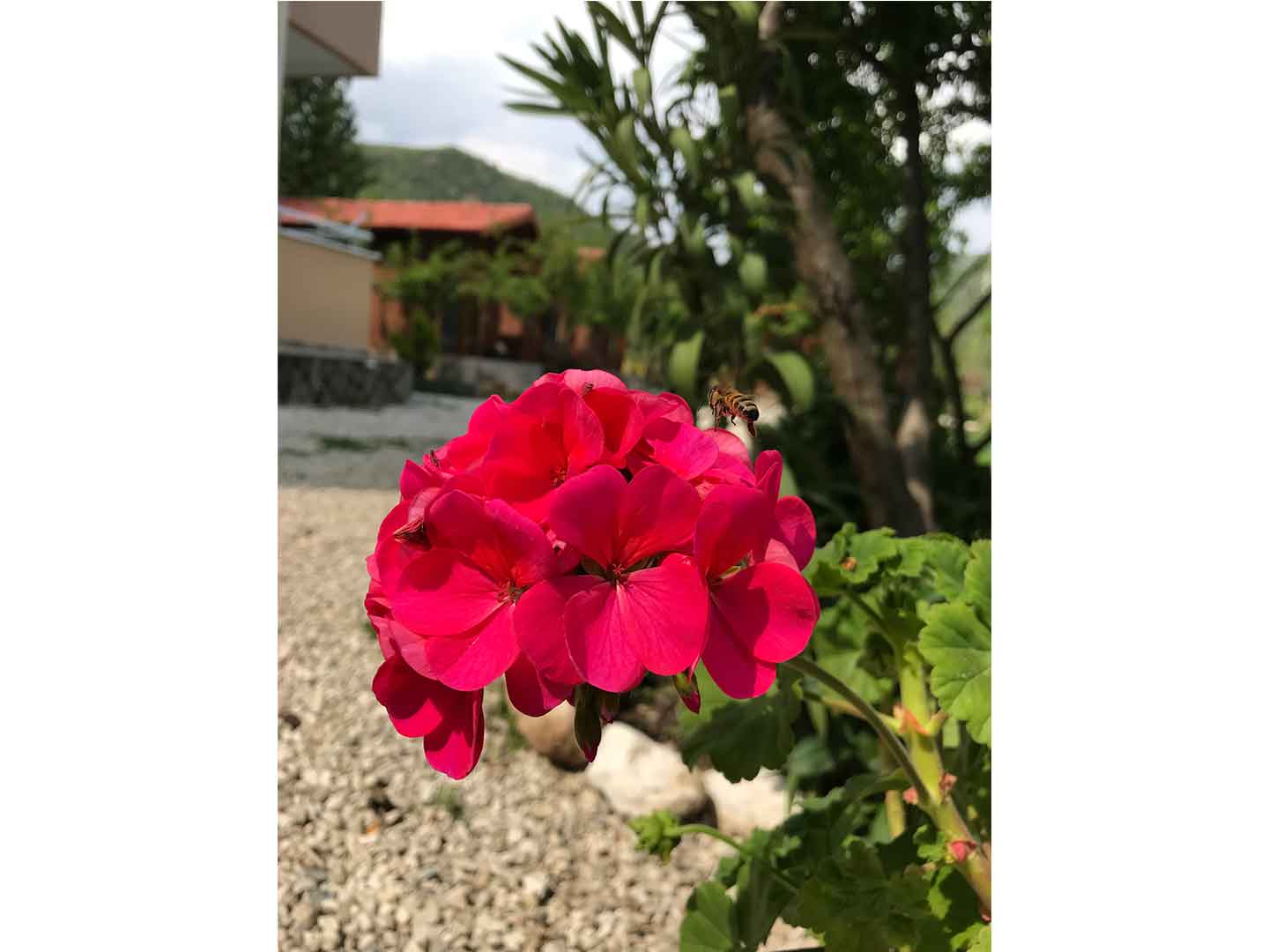 Olympos Olive Garden Pansiyon, Butik Hotel