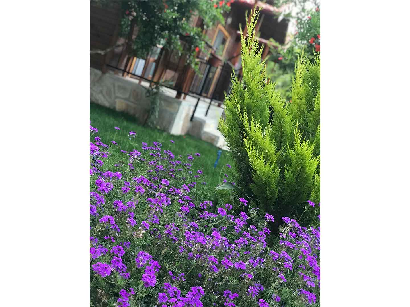 Olympos Olive Garden Pansiyon, Butik Hotel